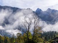 Zwei kahle Bäume auf der Salet Alm vor Nebelwand